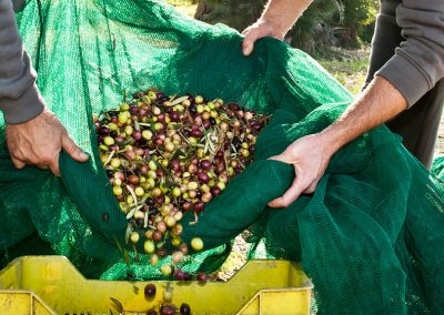 Olive raccolte dagli ulivi affidati a Val Paradiso della Valle dei Templi di Agrigento in Sicilia