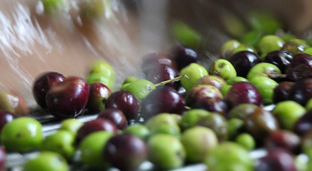 Lavaggio delle olive raccolta per la molitura e la produzione dell'olio