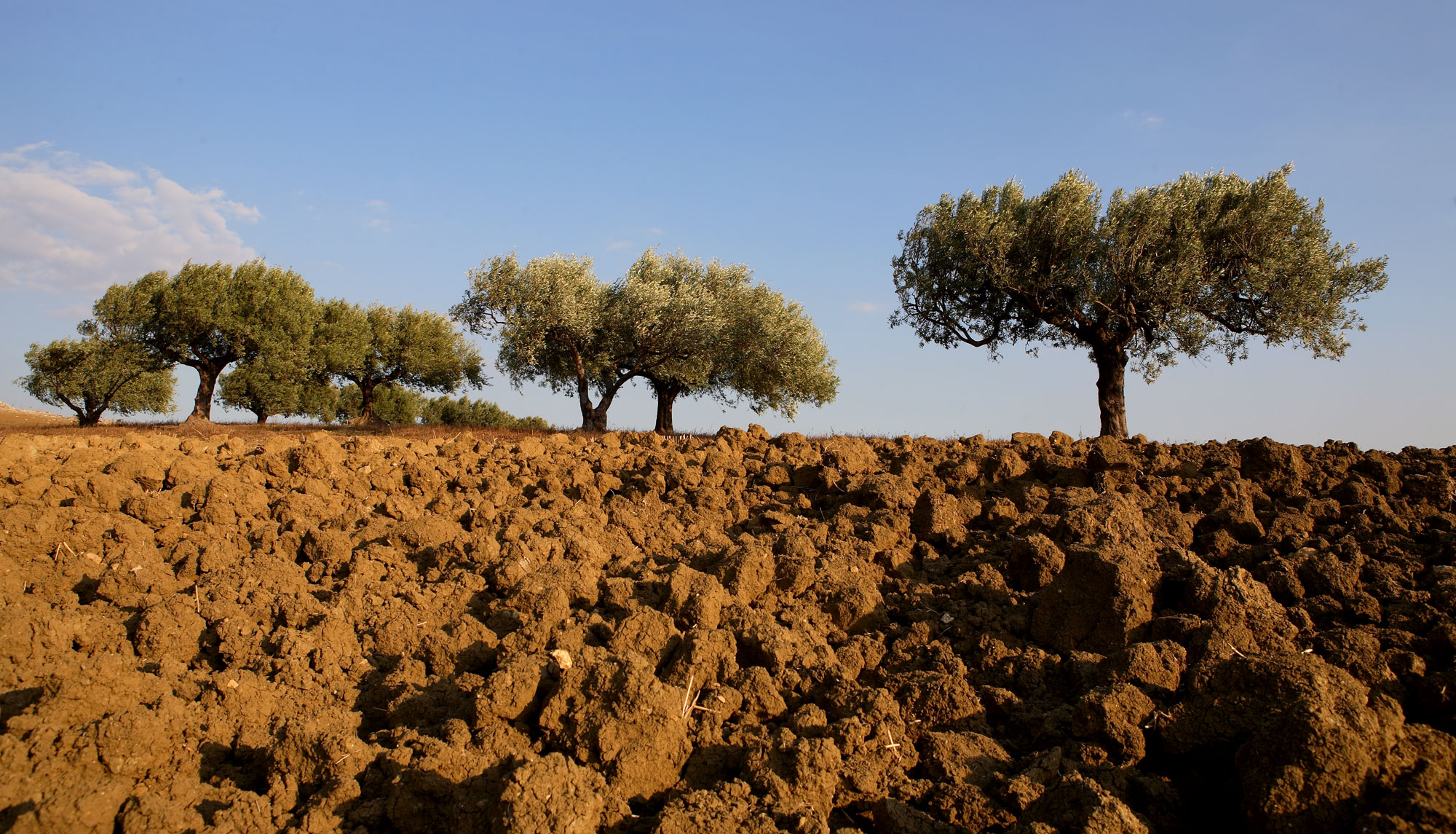 Olio extravergine siciliano