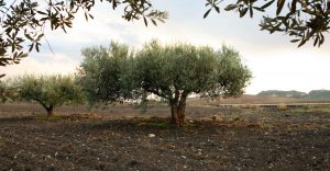 ulivi di Sicilia per la spremitura dell'olio extravergine